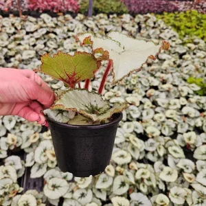 Java Rex Begonia Live Plant - 5 Inch Pot, Escargot Style, Silver Swirl - Image 2