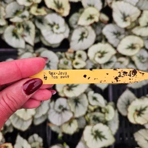 Java Rex Begonia Live Plant - 5 Inch Pot, Escargot Style, Silver Swirl - Image 3