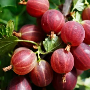 Jeanne Gooseberry Live Plant – Disease Resistant Berry Bush – 5-10 Inch Tall - Image 2