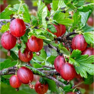 Jeanne Gooseberry Live Plant – Disease Resistant Berry Bush – 5-10 Inch Tall - Image 3