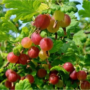 Jeanne Gooseberry Live Plant – Disease Resistant Berry Bush – 5-10 Inch Tall - Image 4