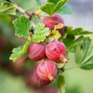 Jeanne Gooseberry Live Plant – Disease Resistant Berry Bush – 5-10 Inch Tall - Image 6
