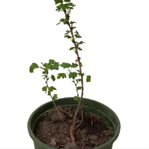 Jeanne Gooseberry Live Plant – Disease Resistant Berry Bush – 5-10 Inch Tall - Image 7
