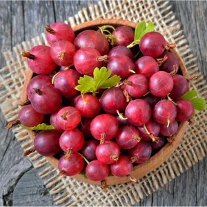 Jeanne Gooseberry Live Plant – Disease Resistant Berry Bush – 5-10 Inch Tall - Image 1