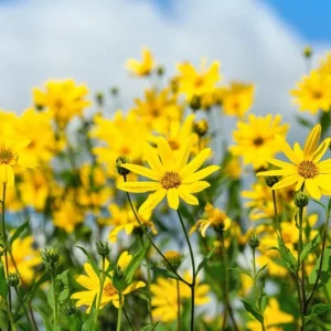 Jerusalem Artichoke Seeds - Sunchoke Sunroot (Helianthus Tuberosus) - 20 Seeds - Image 2