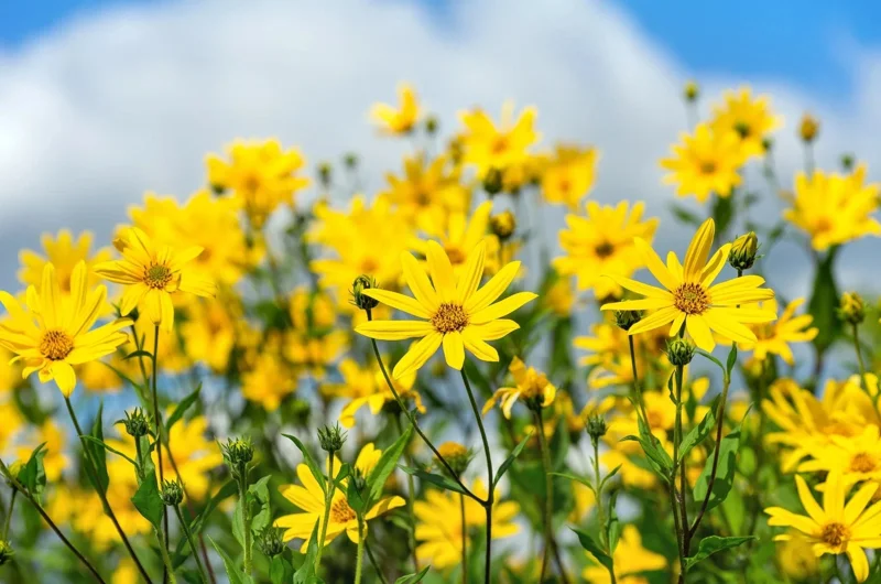 Jerusalem Artichoke Seeds - Sunchoke Sunroot (Helianthus Tuberosus) - 20 Seeds - Image 2