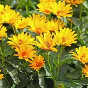 Jerusalem Artichoke Seeds - Sunchoke Sunroot (Helianthus Tuberosus) - 20 Seeds - Image 3