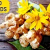 Jerusalem Artichoke Seeds - Sunchoke Sunroot (Helianthus Tuberosus) - 20 Seeds - Image 1