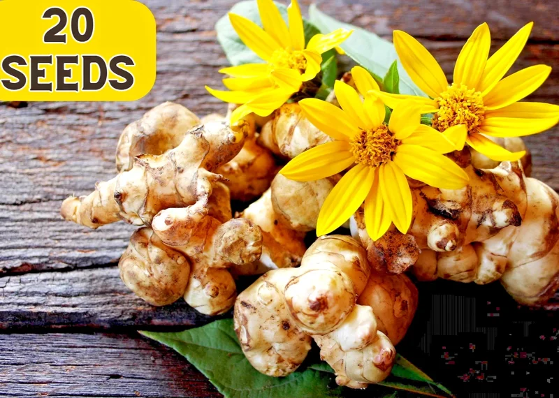 Jerusalem Artichoke Seeds - Sunchoke Sunroot (Helianthus Tuberosus) - 20 Seeds - Image 1