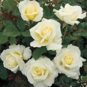 John F Kennedy Rose Plant Live - White Fragrant Rose Bush 4-7 Inch Tall - Image 2