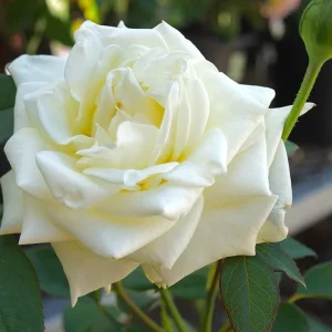 John F Kennedy Rose Plant Live - White Fragrant Rose Bush 4-7 Inch Tall - Image 3