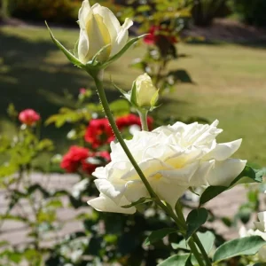 John F Kennedy Rose Plant Live - White Fragrant Rose Bush 4-7 Inch Tall - Image 4