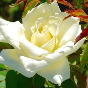 John F Kennedy Rose Plant Live - White Fragrant Rose Bush 4-7 Inch Tall - Image 5
