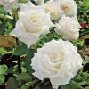 John F Kennedy Rose Plant Live - White Fragrant Rose Bush 4-7 Inch Tall - Image 1