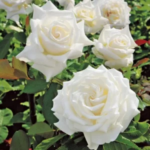 John F Kennedy Rose Plant Live - White Fragrant Rose Bush 4-7 Inch Tall - Image 1
