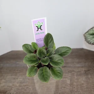 Jolly Fairy Mini African Violet Live Plant - 2 Inch Pot - Potted Houseplant - Image 2