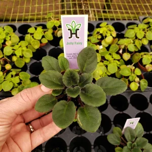 Jolly Fairy Mini African Violet Live Plant - 2 Inch Pot - Potted Houseplant - Image 3