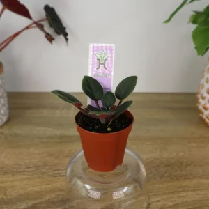 Jolly Fairy Mini African Violet Live Plant - 2 Inch Pot - Potted Houseplant - Image 4