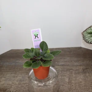 Jolly Fairy Mini African Violet Live Plant - 2 Inch Pot - Potted Houseplant - Image 5