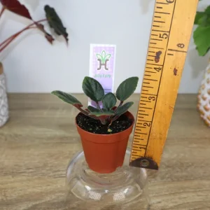 Jolly Fairy Mini African Violet Live Plant - 2 Inch Pot - Potted Houseplant - Image 6