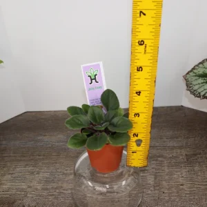 Jolly Fairy Mini African Violet Live Plant - 2 Inch Pot - Potted Houseplant - Image 7
