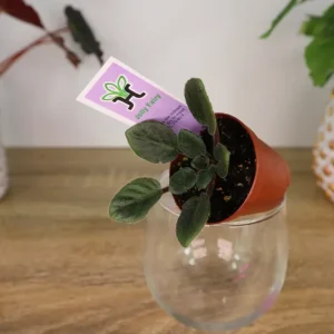 Jolly Fairy Mini African Violet Live Plant - 2 Inch Pot - Potted Houseplant - Image 8