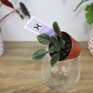 Jolly Fairy Mini African Violet Live Plant - 2 Inch Pot - Potted Houseplant - Image 9