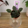 Jolly Fairy Mini African Violet Live Plant - 2 Inch Pot - Potted Houseplant - Image 1