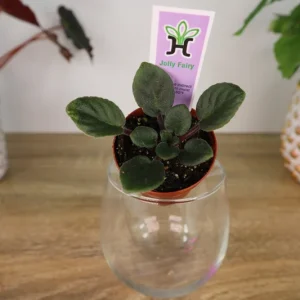 Jolly Fairy Mini African Violet Live Plant - 2 Inch Pot - Potted Houseplant - Image 1