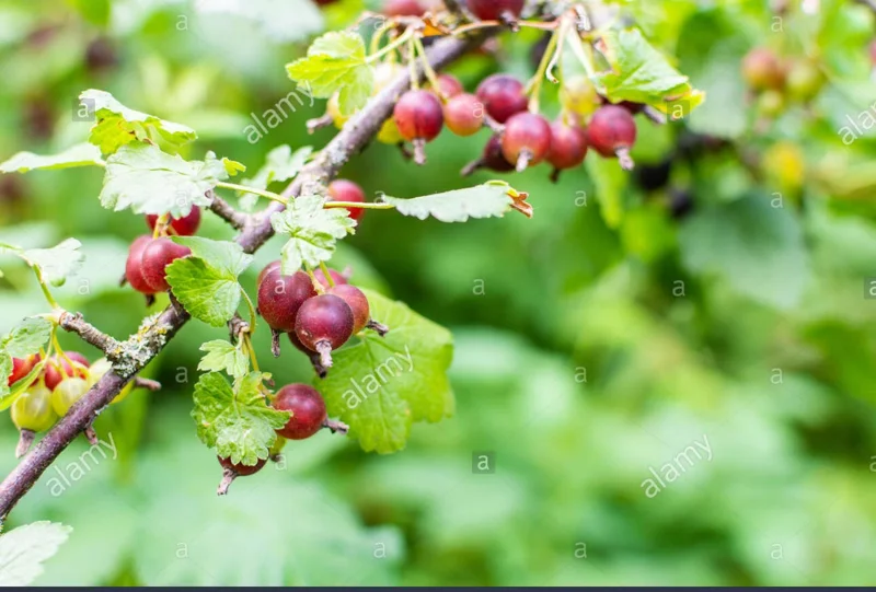 Jostaberry Orus 8 Gooseberry Bush Cuttings - Set of 12 Unrooted - Image 3