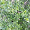 Jostaberry Orus 8 Gooseberry Bush Cuttings - Set of 12 Unrooted - Image 1