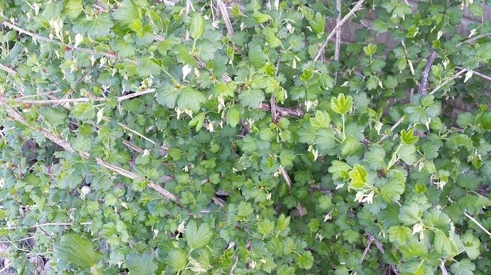 Jostaberry Orus 8 Gooseberry Bush Cuttings - Set of 12 Unrooted - Image 1