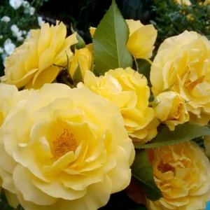 Julia Child Rose Live Plant - Yellow Floribunda Bush 4-7 Inch Tall for Outdoor Garden - Image 2