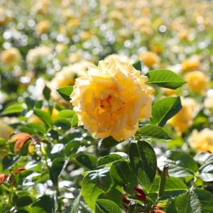 Julia Child Rose Live Plant - Yellow Floribunda Bush 4-7 Inch Tall for Outdoor Garden - Image 3