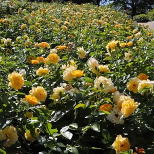 Julia Child Rose Live Plant - Yellow Floribunda Bush 4-7 Inch Tall for Outdoor Garden - Image 4