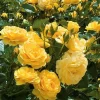 Julia Child Rose Live Plant - Yellow Floribunda Bush 4-7 Inch Tall for Outdoor Garden - Image 1