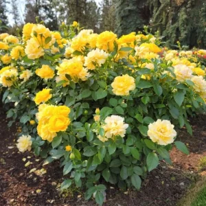 Julia Child Rose Live Plant - Yellow Floribunda Bush 4-7 Inch Tall for Outdoor Garden - Image 5