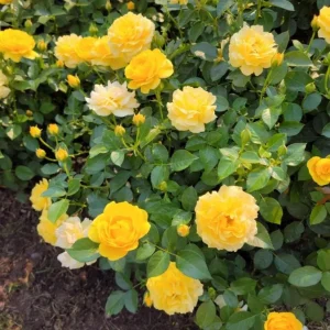 Julia Child Rose Live Plant - Yellow Floribunda Bush 4-7 Inch Tall for Outdoor Garden - Image 6