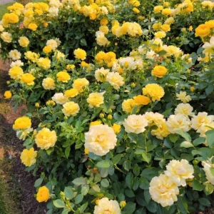 Julia Child Rose Live Plant - Yellow Floribunda Bush 4-7 Inch Tall for Outdoor Garden - Image 7