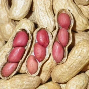 Jumbo Bailey Virginia Peanut Seeds for Planting - 113g Pack - Outdoor Annual - Image 2