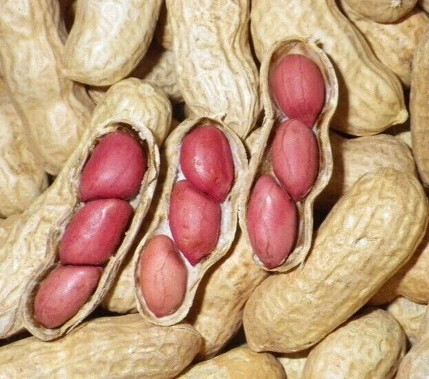 Jumbo Bailey Virginia Peanut Seeds for Planting - 113g Pack - Outdoor Annual - Image 2