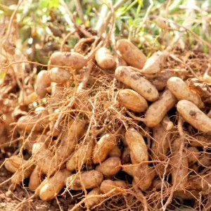 Jumbo Bailey Virginia Peanut Seeds for Planting - 113g Pack - Outdoor Annual - Image 1