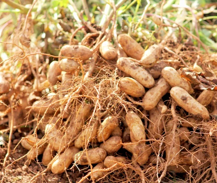 Jumbo Bailey Virginia Peanut Seeds for Planting - 113g Pack - Outdoor Annual - Image 1