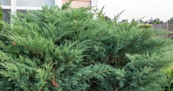 Juniper Hedge Plant Cuttings - 12 Unrooted Green Evergreen Shrubs for Outdoor - Image 2