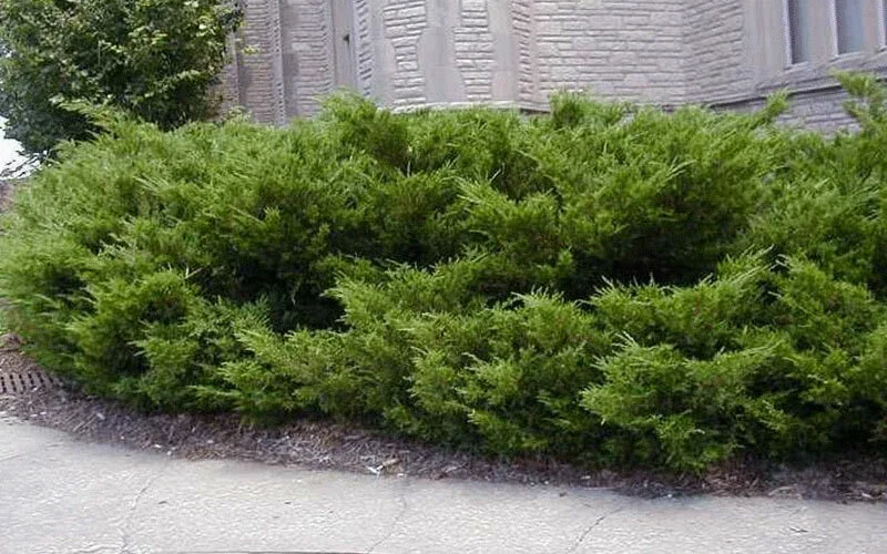 Juniper Hedge Plant Cuttings - 12 Unrooted Green Evergreen Shrubs for Outdoor - Image 3