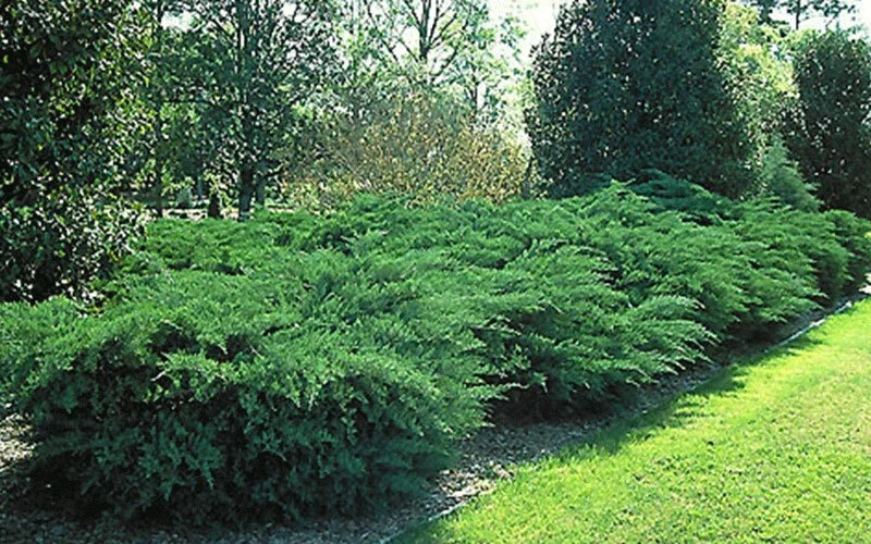 Juniper Hedge Plant Cuttings - 12 Unrooted Green Evergreen Shrubs for Outdoor - Image 4
