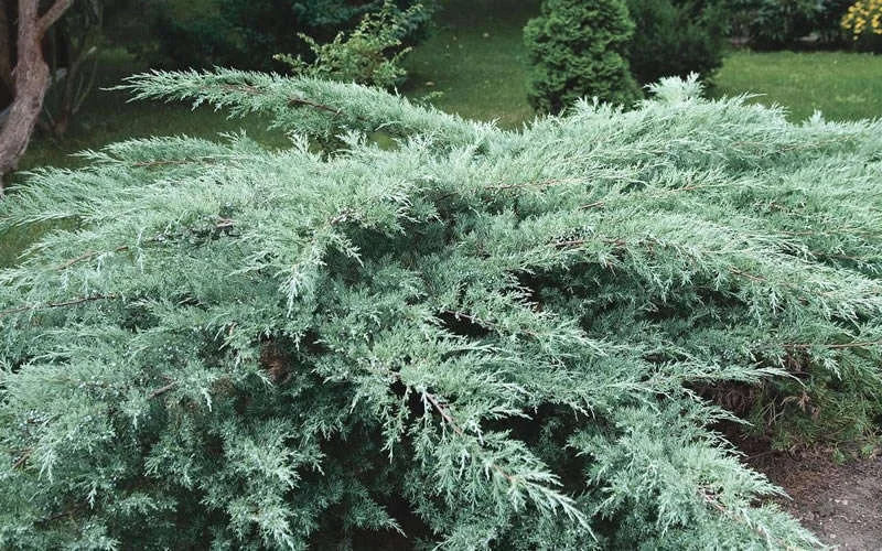 Juniper Hedge Plant Cuttings - 12 Unrooted Green Evergreen Shrubs for Outdoor - Image 1