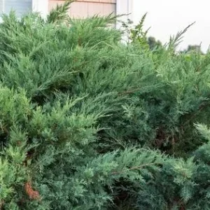 Juniper Hedge Plant Cuttings - Set of 12 Unrooted Green Cuttings, Outdoor Shrub - Image 2