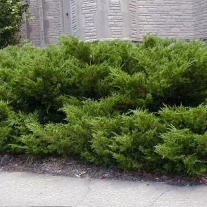 Juniper Hedge Plant Cuttings - Set of 12 Unrooted Green Cuttings, Outdoor Shrub - Image 3