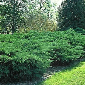 Juniper Hedge Plant Cuttings - Set of 12 Unrooted Green Cuttings, Outdoor Shrub - Image 4